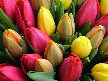 flower delivery Budapest - round bouquet of 50 tulips 